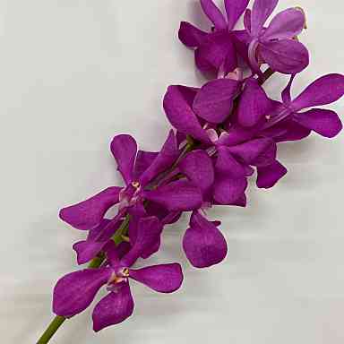 蘭系 デンファレ 北日本花き株式会社